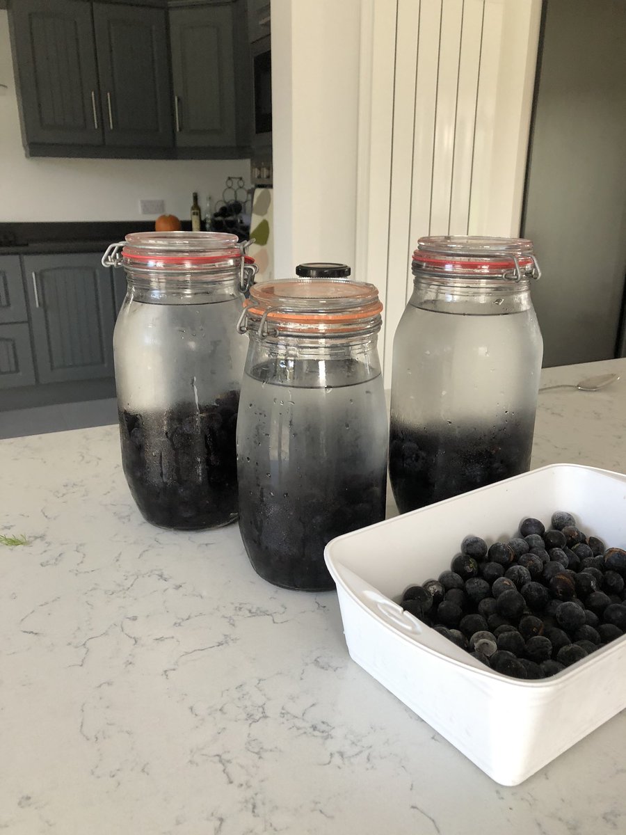 Roisín Curran (@curran_roisin) on Twitter photo A good crop of sloes this year so thought why not #makingsloegin. Decided to leave the adding of sugar to the end this year a la <a href="/sipsmith/">Sipsmith Gin</a>. Now roll on Christmas🎄 A good crop of sloes this year so thought why not #makingsloegin. Decided to leave the adding of sugar to the end this year a la <a href="/sipsmith/">Sipsmith Gin</a>. Now roll on Christmas🎄