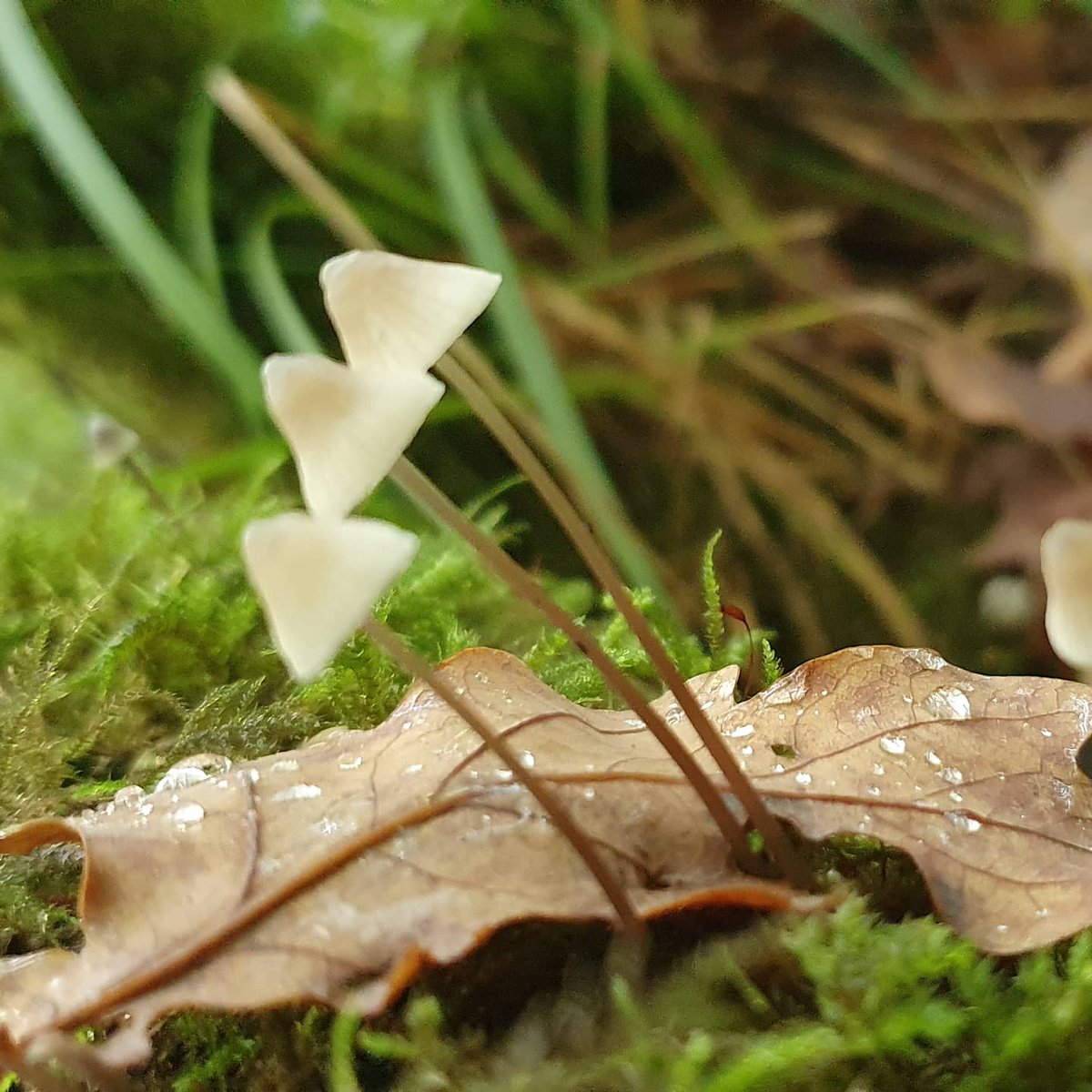 Andrew Lawson tweet media