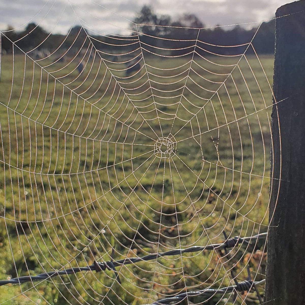 Andrew Lawson tweet media