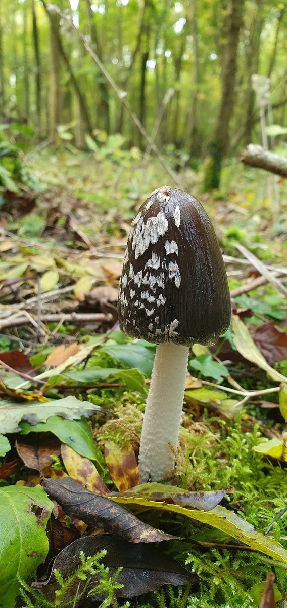 Andrew Lawson tweet media