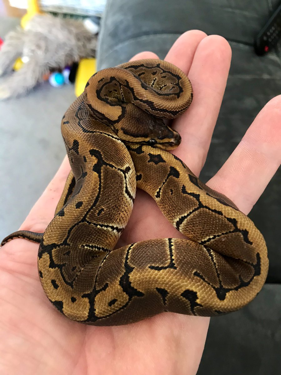 jncb1966's tweet image. The new edition to the Family has arrived, just in time for Archies birthday. 😃#pinstripeballpython
