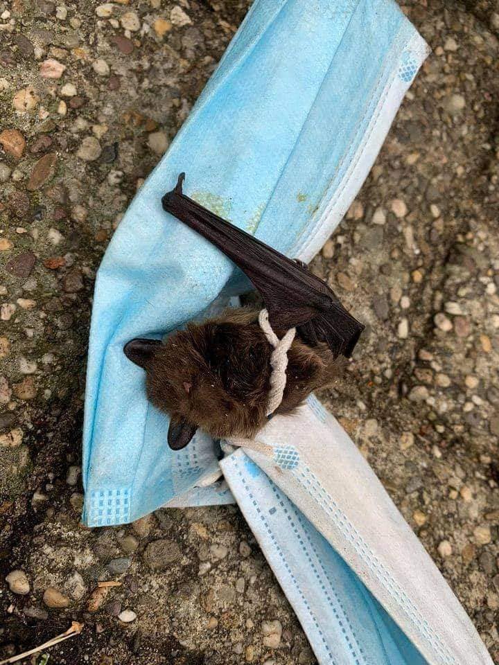 DeBomenridders's tweet image. Mondkapjes-zwerfvuil, een nieuwe bedreiging voor dieren. Raap ze alsjeblieft op en gooi ze in de afvalbak. Via Dierenambulance Zorgteam Twente: