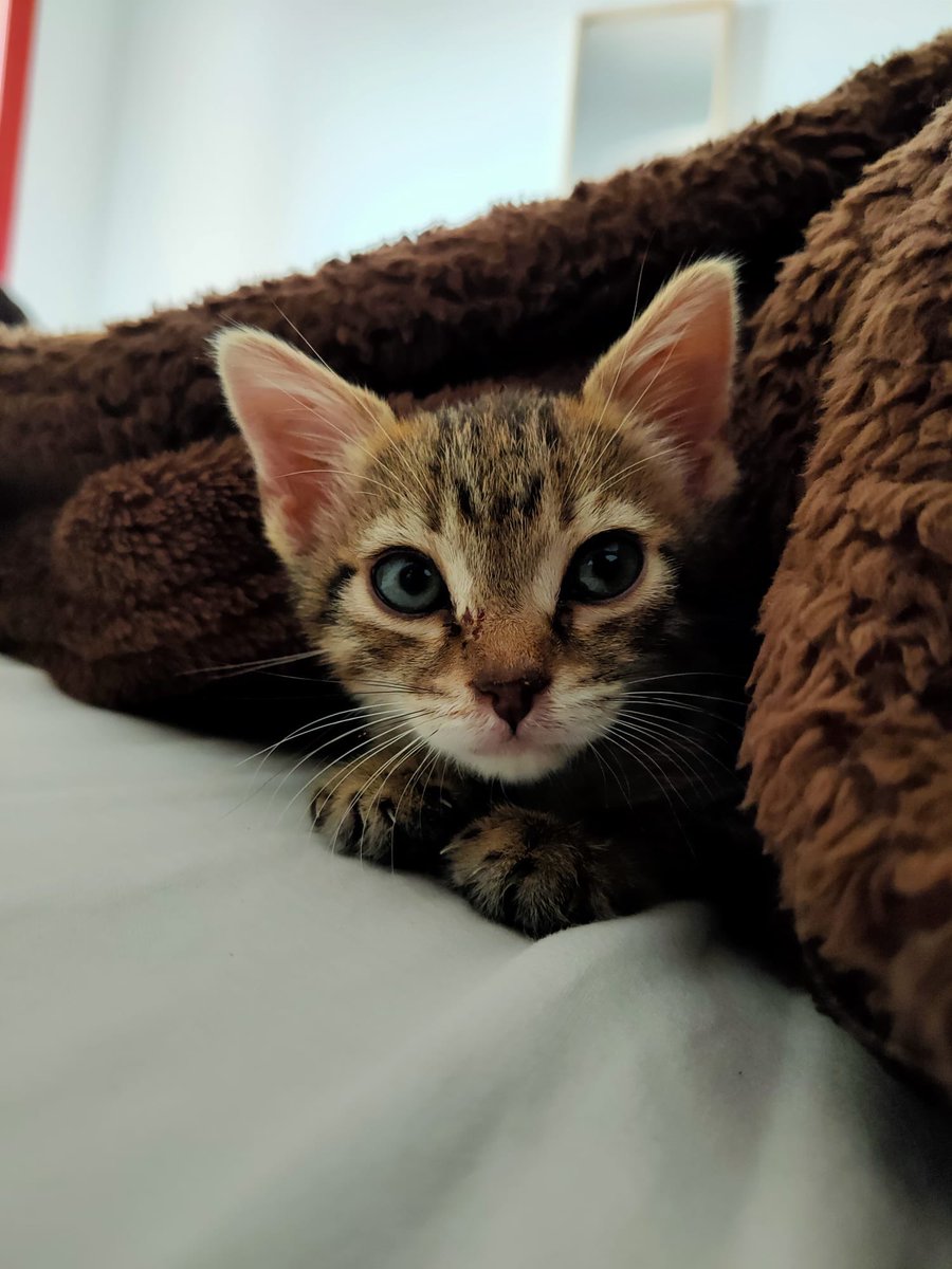 JennRoseA's tweet photo. This is my new baby who is so tiny... now accepting name suggestions https://t.co/RPLr6Y1W9W