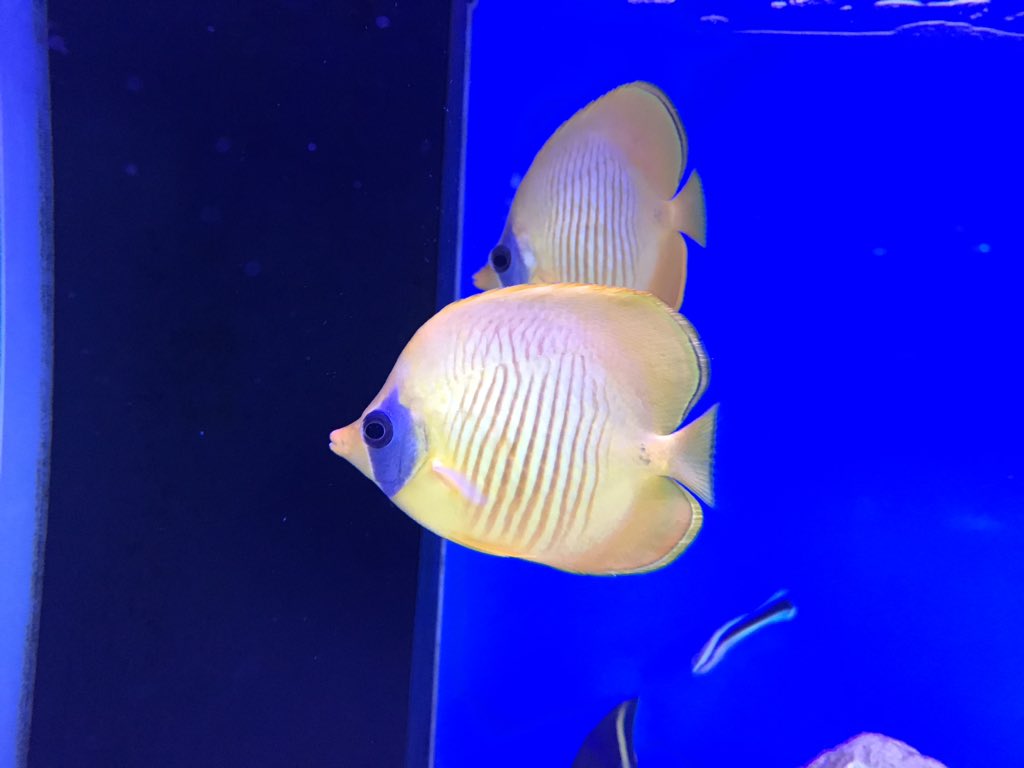 ゴールデンバタフライ ゴールデンバタフライ