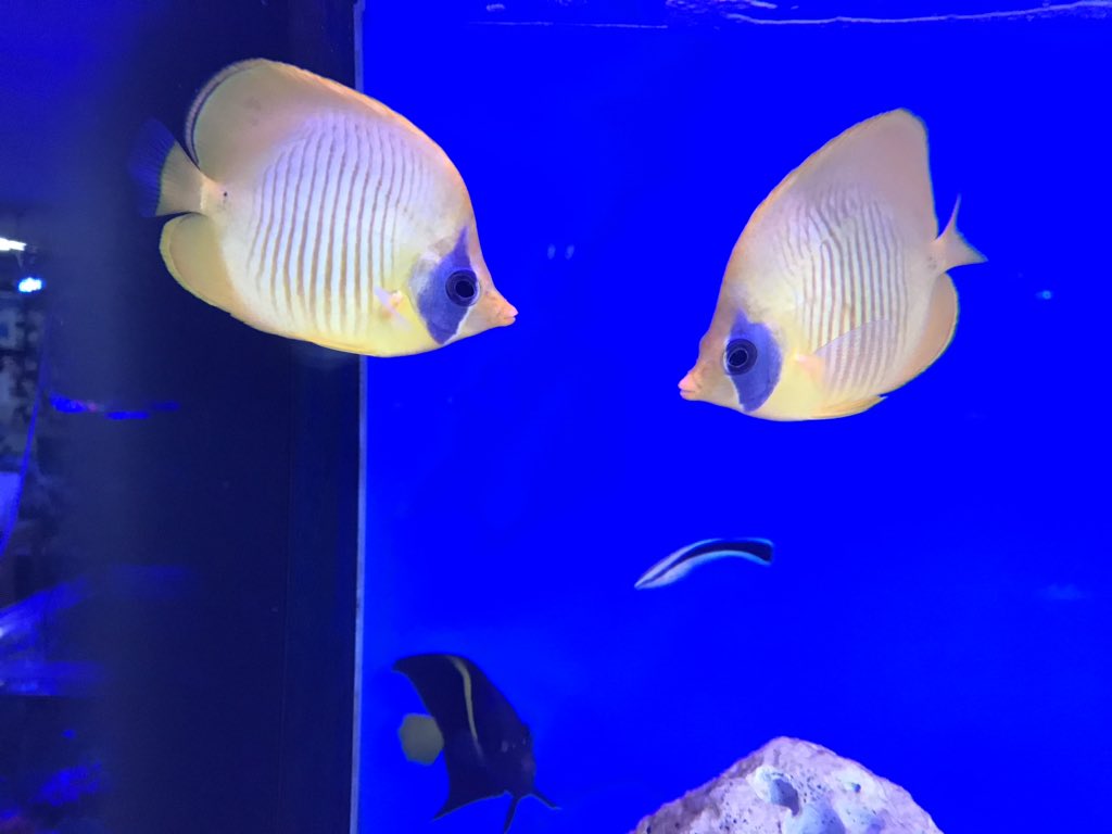 ゴールデンバタフライ ゴールデンバタフライ