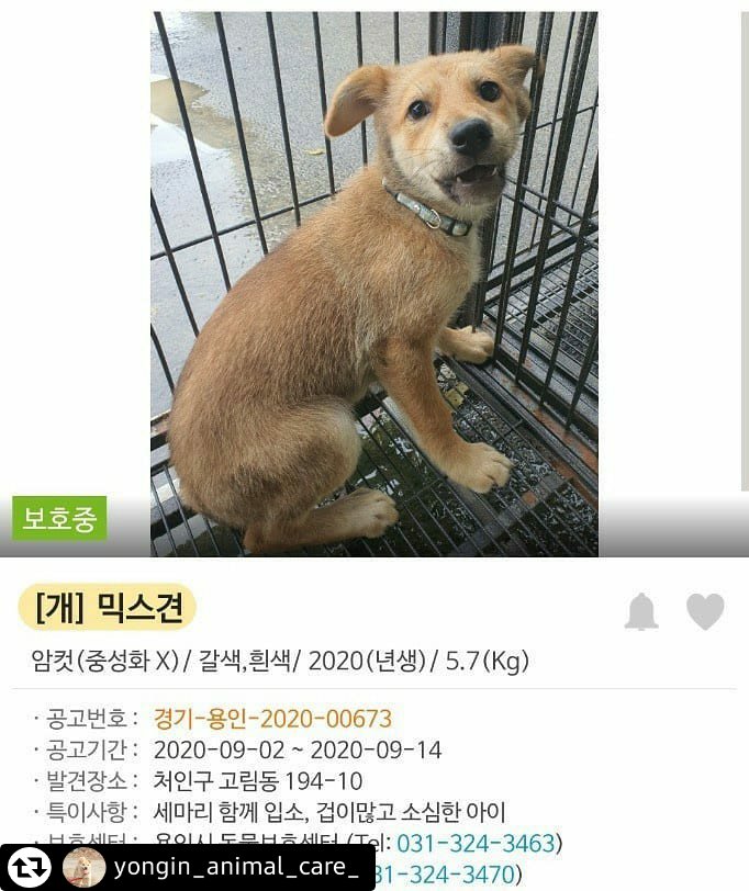 SEONGwooEUN's tweet photo. 두치 두일이 내일 안락사에요
이유는 소심해서, 입양가능성이 없어서요
4~5개�� 된 아가에요
사람과 지내는 방법 충분히 배울 수 있어요

왜 어떤 곳에서는 아이들이 태어나 팔려가고 어떤 곳에서는 많은 아이들이 죽어가야할까요 https://t.co/QXNUkK08by