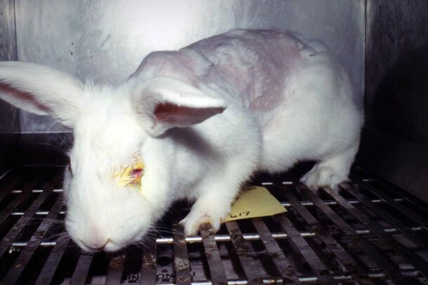 ALF_269's tweet photo. There is essentially no illegal live animal experiment, Animals are burned, poisoned, mutilated, blinded...Even if a product harms animals it can still be marketed to consumers
 
Stop Supporting Animal Cruelty
GoVegan🌱🌎
 
#AnimalRights #GoVegan #EndSpeciesism #Vegan #RosesLaw https://t.co/cbKl52aE6l