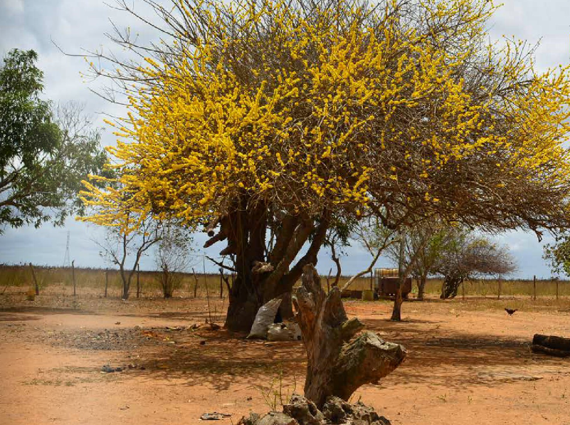 arbolespe's tweet photo. R El #Guamacho (Pereskia guamacho) es frecuente en llanos, esta en el #parquedeleste y nos lleva a Simon Diaz,tiene un exudado gomoso medicinal, disuelve cálculos renales, gripe y quitar la caspa, es un cactus con hojas, tiene espinas, ,el guamachito florece con flores amarillas https://t.co/bQy5HhqGIo