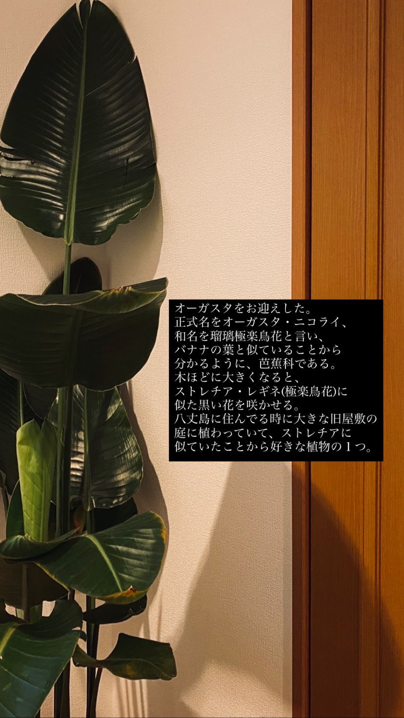 西島ミライ 10号鉢のオーガスタをお迎え 鉢から入れて170cmくらいある 木ほどに大きくなると ストレリチア 極楽鳥花 によく似た というかもはや色違いの カラスのような花を咲かせます 芭蕉科なのでバナナの葉によく似ています 観葉植物