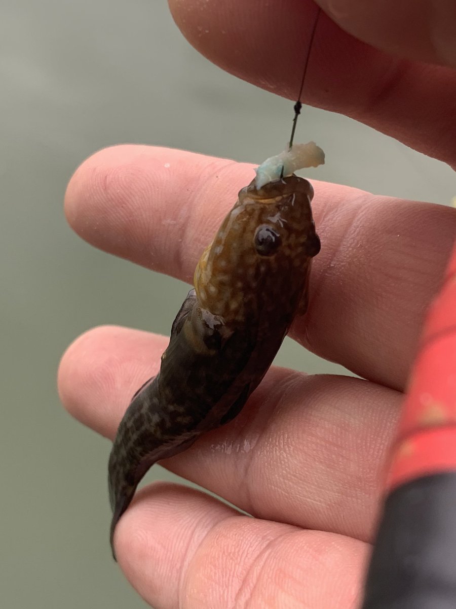 ハゼ釣りおじさん 今日はヌマチチブ釣り 餌はボイルホタテ改 T Co Cgtx9r1ubr Twitter ハゼ釣りおじさん 今日はヌマチチブ釣り 餌はボイルホタテ改 T Co Cgtx9r1ubr Twitter