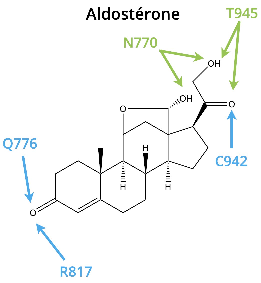 L'aldostérone va se fixer dans la poche de liaison du ligand du MR (ancrage en bleu ci-dessous) et activer le récepteur notamment grâce à l'asparagine 770 (N770, interaction favorable en vert)