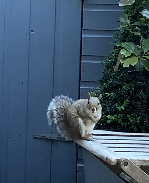 squirrelwirral3's tweet photo. Morning Sunday Squirrellers, may Ur day be full of peace, fun &amp; rest. Some close up pics of each of us for you to enjoy courtesy of @merseyview #bigsquirrel #littlesquirrel #babysquirrel #squirrelsoftwitter #squirrelwirral3 #thewirralsquirrels #SquirrelsOfTheWorld #HappySunday https://t.co/ph28vWgPZa