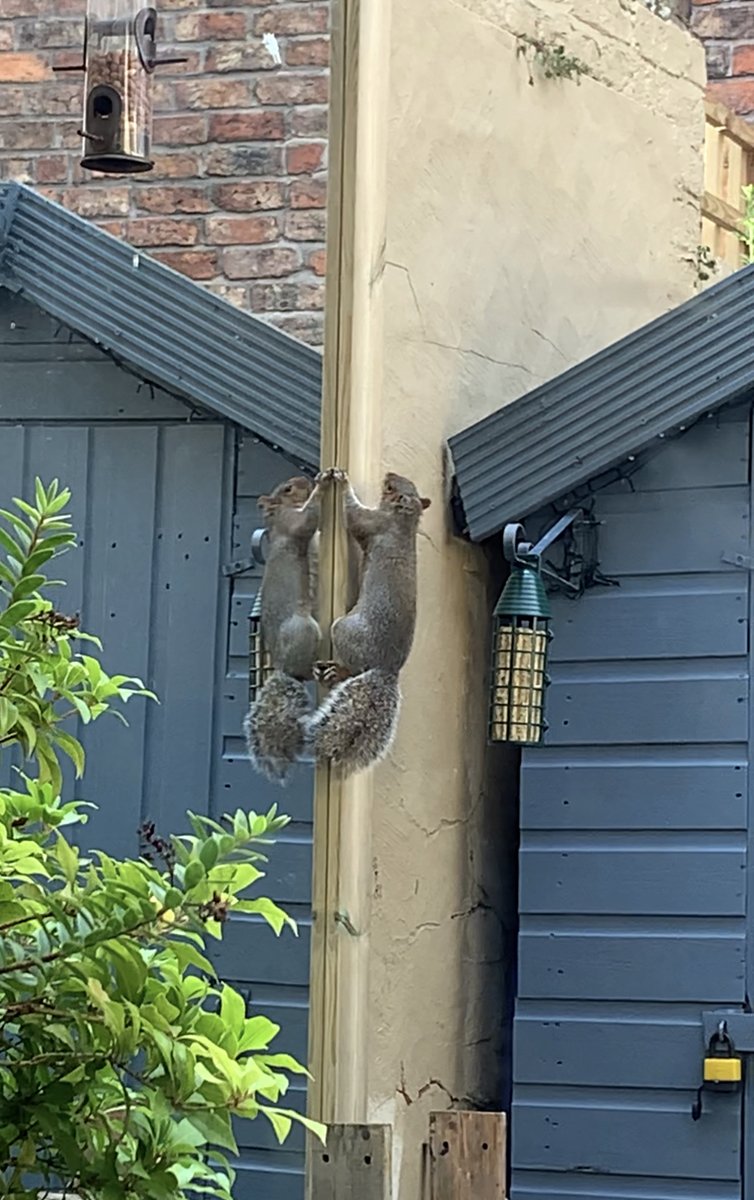 squirrelwirral3's tweet photo. Morning Sunday Squirrellers, may Ur day be full of peace, fun &amp; rest. Some close up pics of each of us for you to enjoy courtesy of @merseyview #bigsquirrel #littlesquirrel #babysquirrel #squirrelsoftwitter #squirrelwirral3 #thewirralsquirrels #SquirrelsOfTheWorld #HappySunday https://t.co/ph28vWgPZa