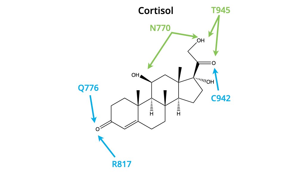 Seulement, une autre hormone est également capable d'interagir avec le MR et de l'activer : le cortisol.