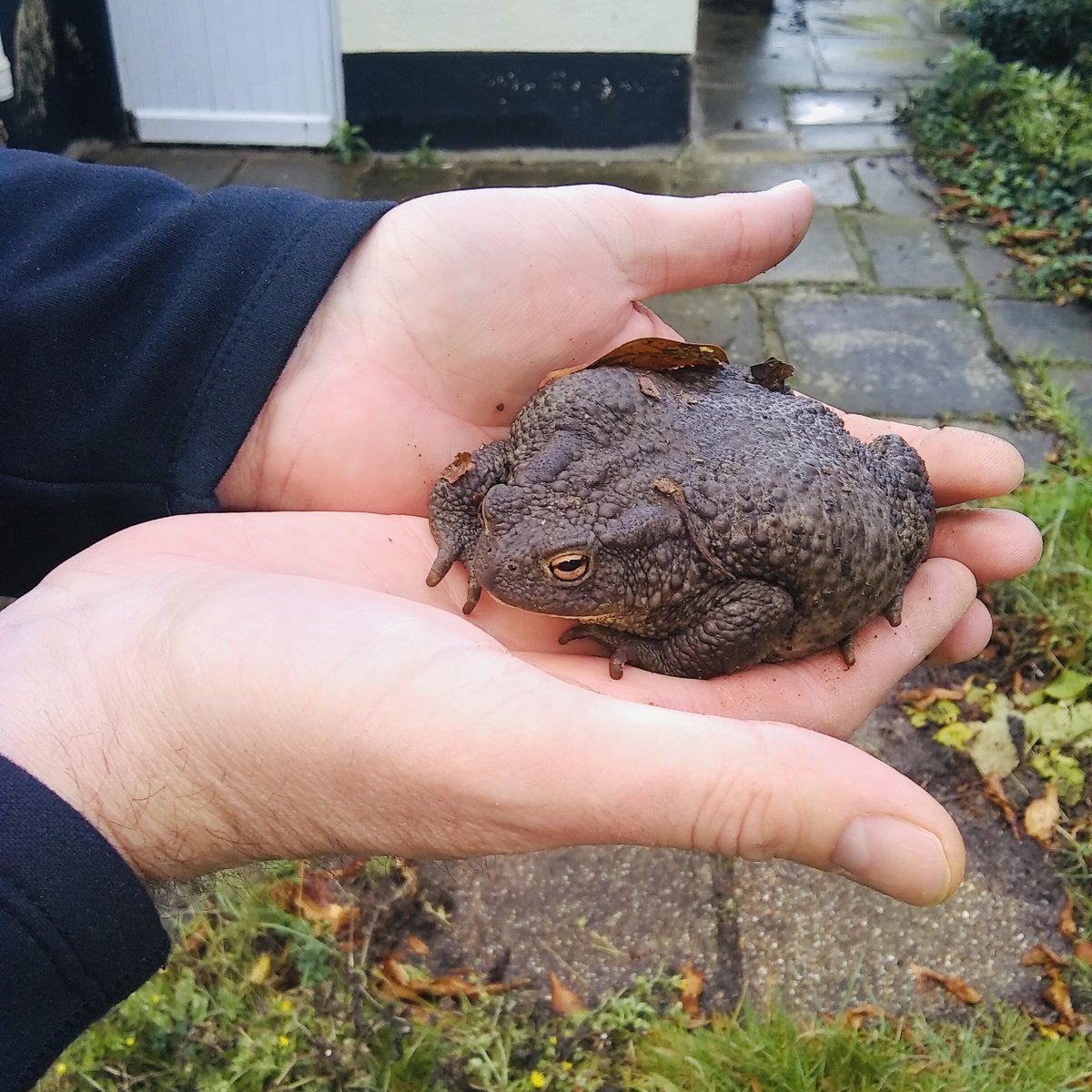 Ultimate #workperk. @EssexWT_Emma and @macbradanbones found this beautiful golden-eyed, fat-bellied #toad at the @EssexWildlife HQ earlier in the week and shared with me. Once common, #toads have suffered catastrophic declines. #EssexToads #LoveEssex 🐸❤️