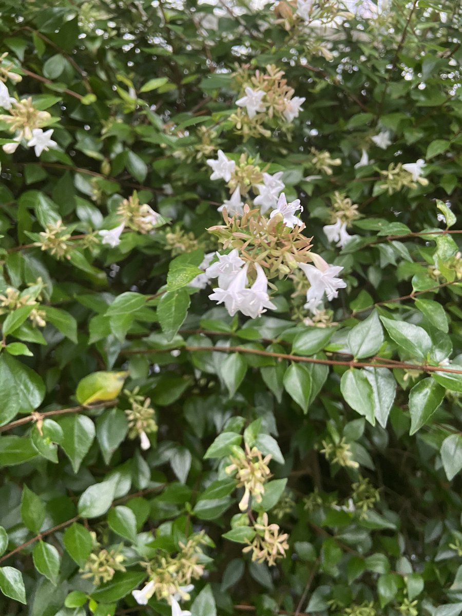 沈丁花の香りに似てる 沈丁花の香りに似てる