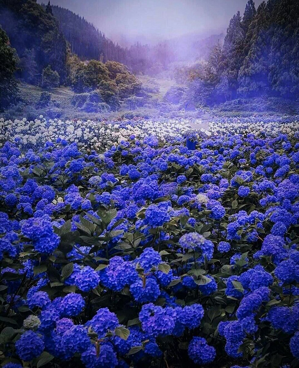 🍁🍃🌴🌼 भूपेन्द्र ️🏝️🌈🌷🍀 tweet media