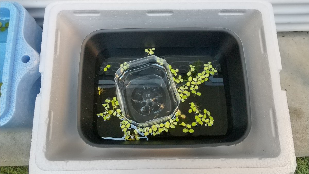 ぐりしん16 針子とちびっ子メダカの冬越し準備 ちびは発泡スチロール内に100均の黒いbox 写真は水合わせ中 針子は 100均のクーラーbox 発泡スチロール これらの上部をビニール的なのでカバーしてゆく予定 こんなんで良いかなぁ 後は自然淘汰に任せ ぐりしん16 針子とちびっ子メダカの冬越し準備 ちびは発泡スチロール内に100均の黒いbox 写真は水合わせ中 針子は 100均のクーラーbox 発泡スチロール これらの上部をビニール的なのでカバーしてゆく予定 こんなんで良いかなぁ 後は自然淘汰に任せ