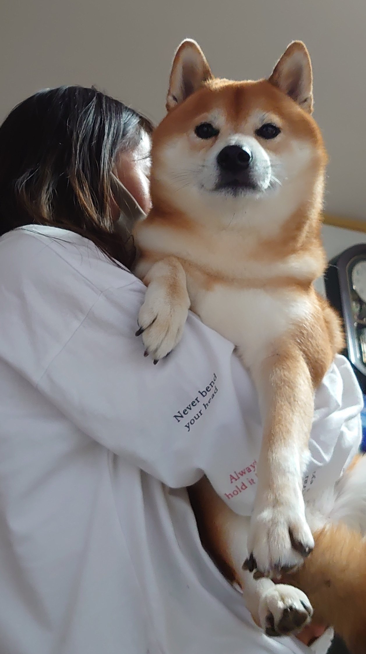 柴犬 小太郎 Kota Kota Aruku Twitter