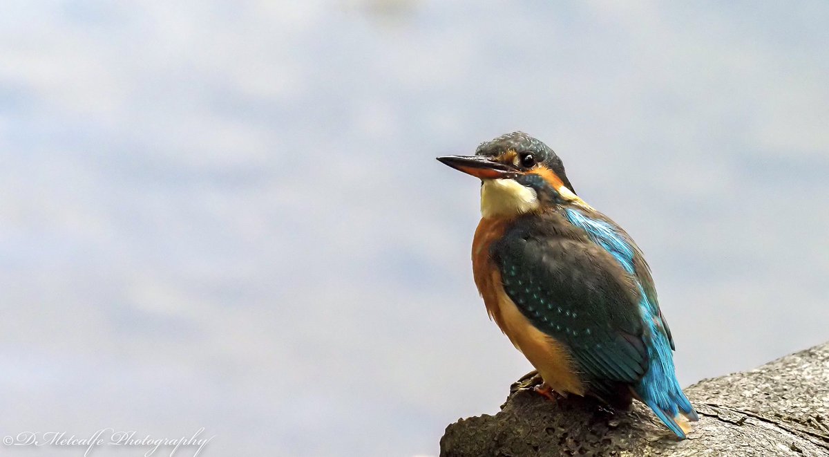 dmetalfe's tweet photo. Enjoy the wildlife and let it thrive. Em1x 300mm 1.4 converter. @wildmanrouse @OlympusUK #wildlife #kingfishers https://t.co/2TmoqrQ7S5