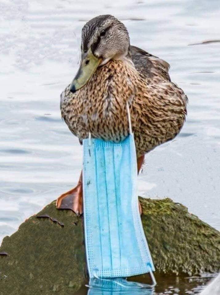 It is complicated for everyone.
Let's not complicate things further for the animals.

Clean up your mess.