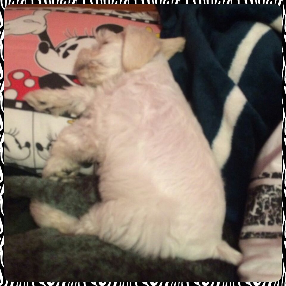 Scampy