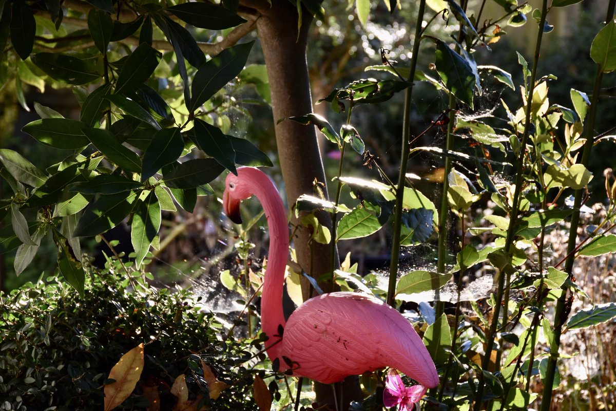 patbrowning's tweet photo. A nice morning for Flamingos https://t.co/igftbl5YLJ