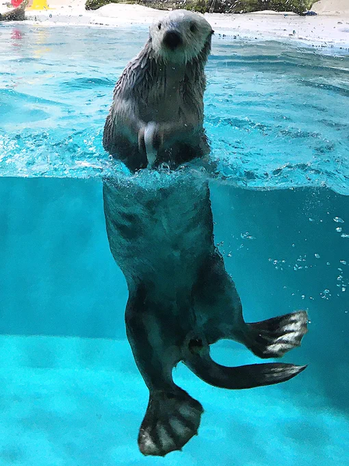 鳥羽水族館行ってきた〜ンダノシィッ!! 