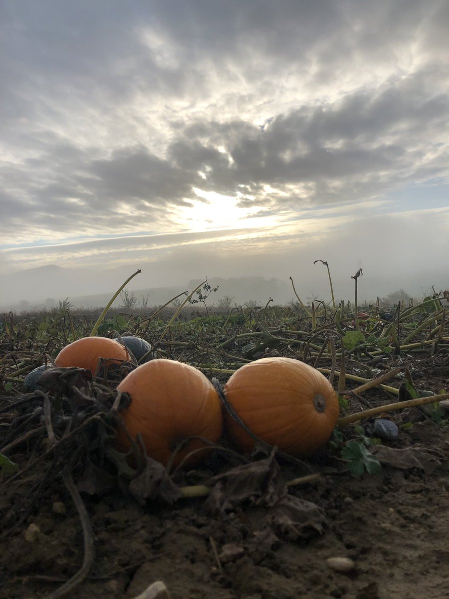 RMoschitz's tweet image. Autumn