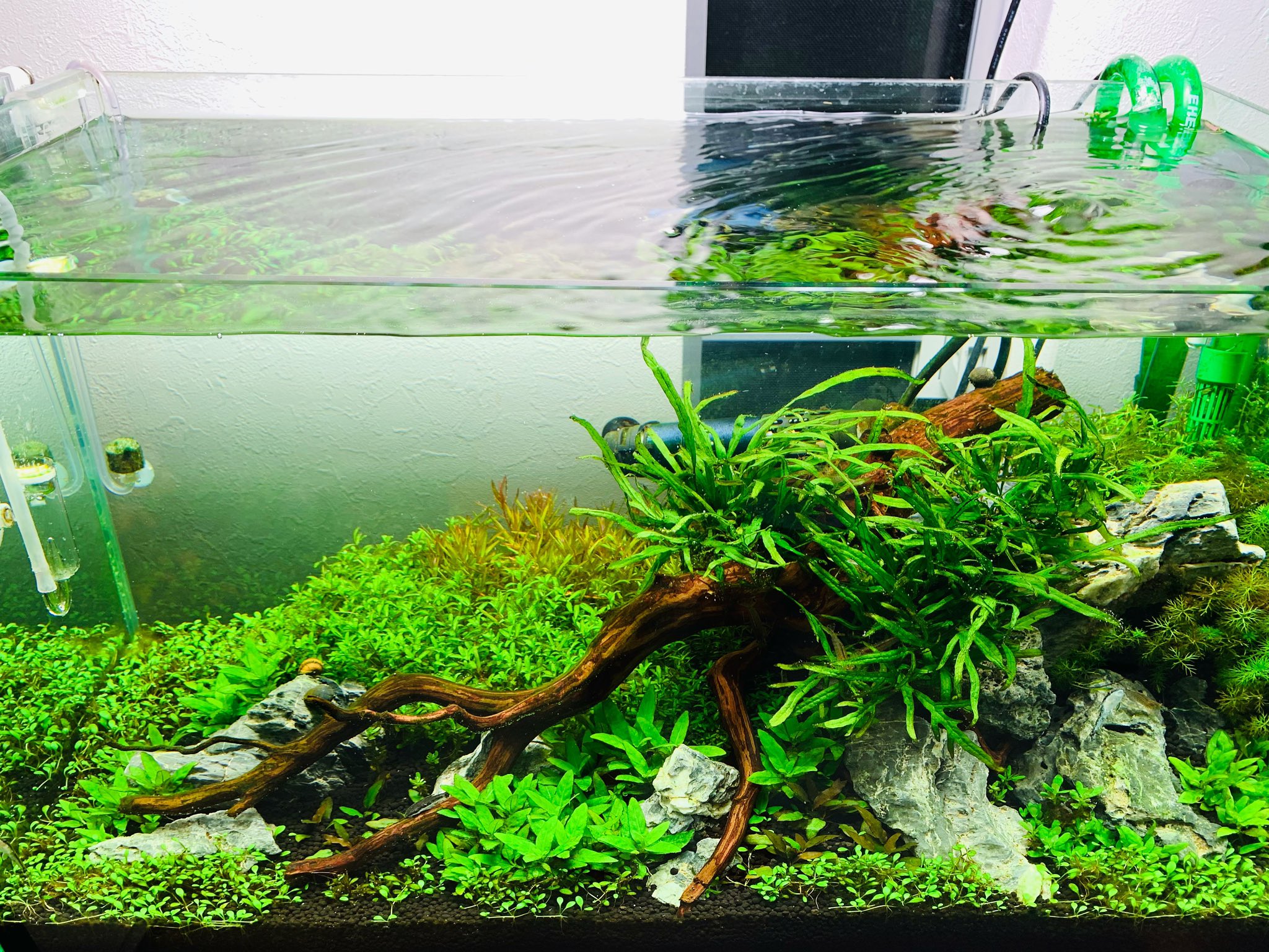 木下裕人 アクアリウム大学公式 株 アクアレンタリウム代表取締役 60センチ水草水槽 トリミング繰り返し 水草とことん育てます 60センチ水槽 水草水槽 ネイチャーアクアリウム T Co Bqccgkpj9v Twitter