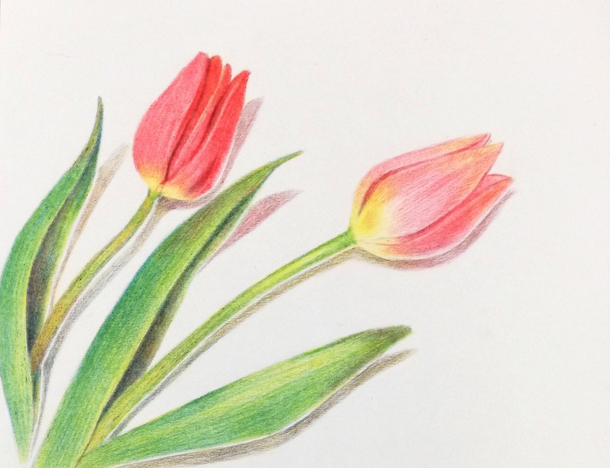 イッサ いっしょく 色鉛筆 練習中 こちらの本を参考に 写真みたいな絵が描ける色鉛筆画 初心者からでもステップアップでここまで表現 三上 詩絵 T Co Kzki5d3wzj Amazonjpから