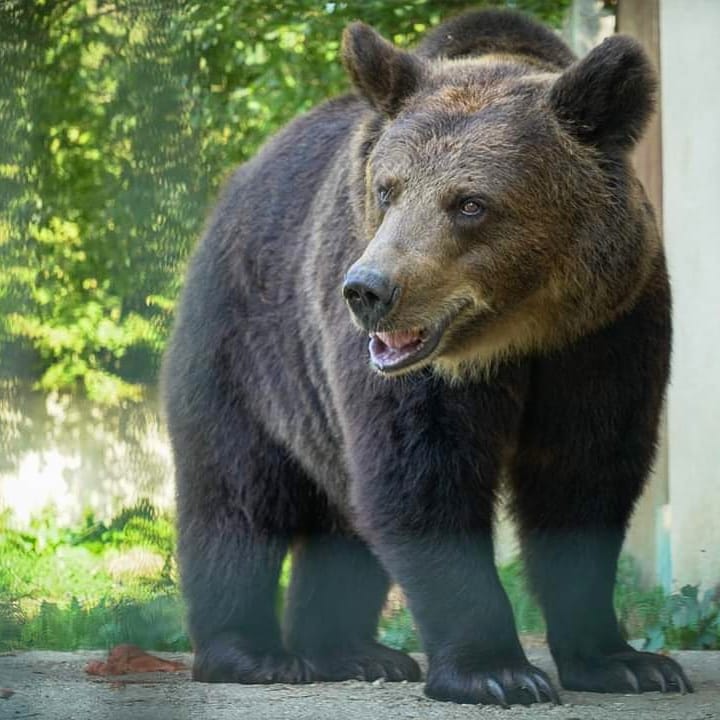 Après + de 20 ans captive dans une fosse avec son frère, après le décès de ce dernier, la ville accepte finalement de la mettre au refuge de l'arche. La voilà aujourd'hui ❤️ #PoitiersStopCaptivité #BoisStPierre