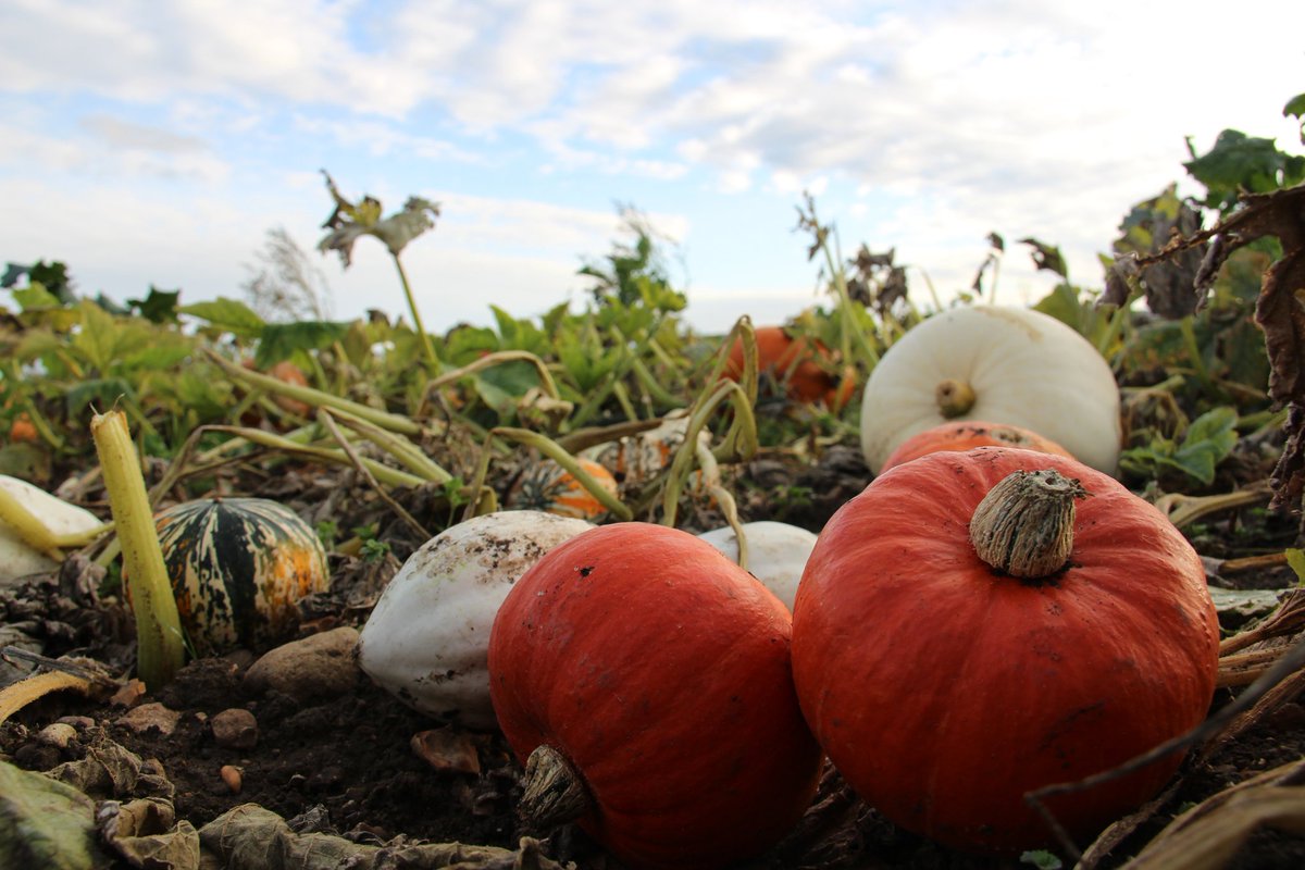 The Patch MK 🎃

#ThePatchMK #VisitBucks #DestinationMK #ScenesFromMK