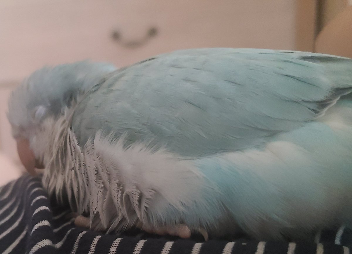 엄마 배 위에서 쿨쿨..💤