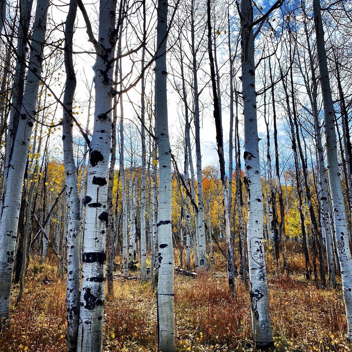 MonkeesGirl1's tweet photo. Leaves are changing. https://t.co/s4EKyut72T
