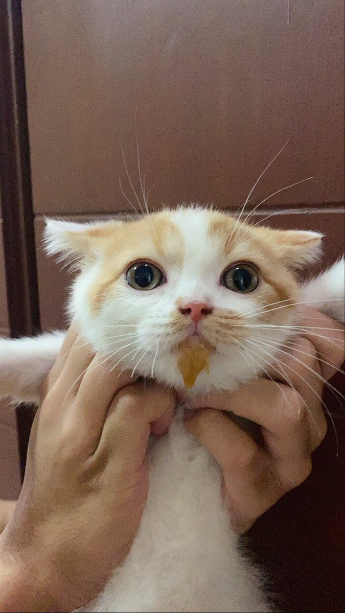 บ้านนี้ต้องมีเหมียว tweet media