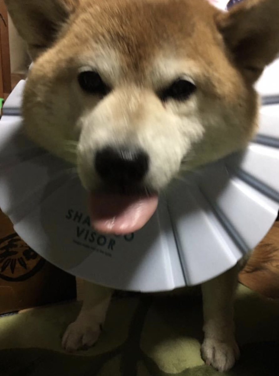 To Co かわいい 彩季ちゃん シャンプーハット 柔らかくて軽くて サイズ感もぴったりですね 犬ドリル 見事です To Co かわいい 彩季ちゃん シャンプーハット 柔らかくて軽くて サイズ感もぴったりですね 犬ドリル 見事です