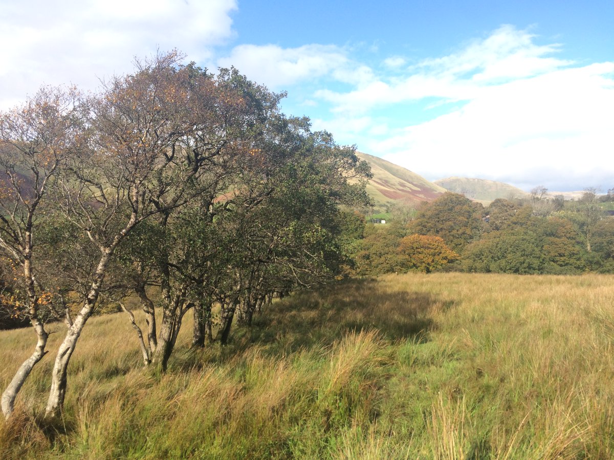 The old hedge led me to the woods. They never show you these when showing you the bare Howgills.They& #39;re really quite rare round here, so they should.These are looked after by  @WoodlandTrust volunteers.Bit worried about that cliff, but autumn leaves showed the way down.