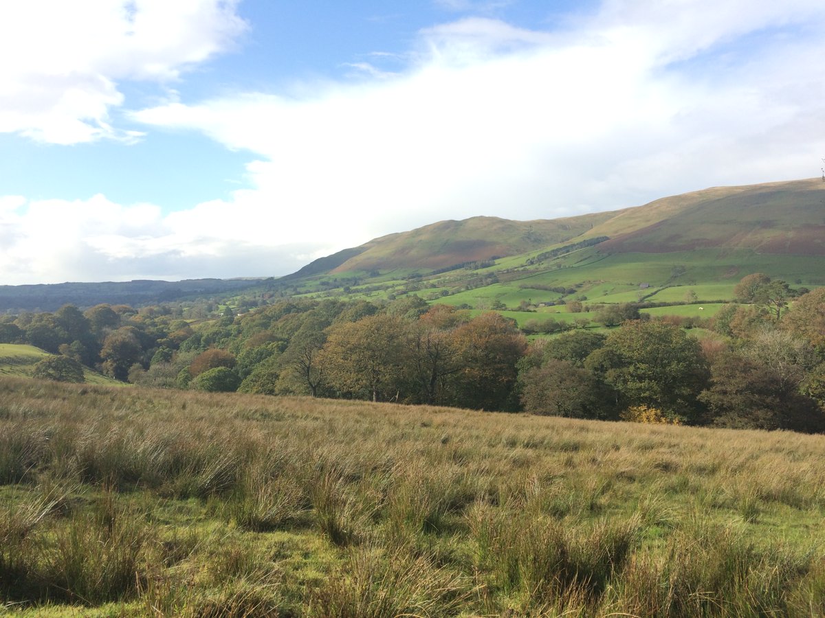 The old hedge led me to the woods. They never show you these when showing you the bare Howgills.They& #39;re really quite rare round here, so they should.These are looked after by  @WoodlandTrust volunteers.Bit worried about that cliff, but autumn leaves showed the way down.