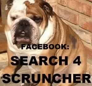 LisaLisaw1's tweet photo. π Please RT #FindScruncher #MissingDog 16.01.14 #Windsor #Berkshire #nevergiveup #microchipped #scanme #checkthatchip #missingsixyears #StopPetTheft #theftbyfinding π https://t.co/6YSaUWCZuv