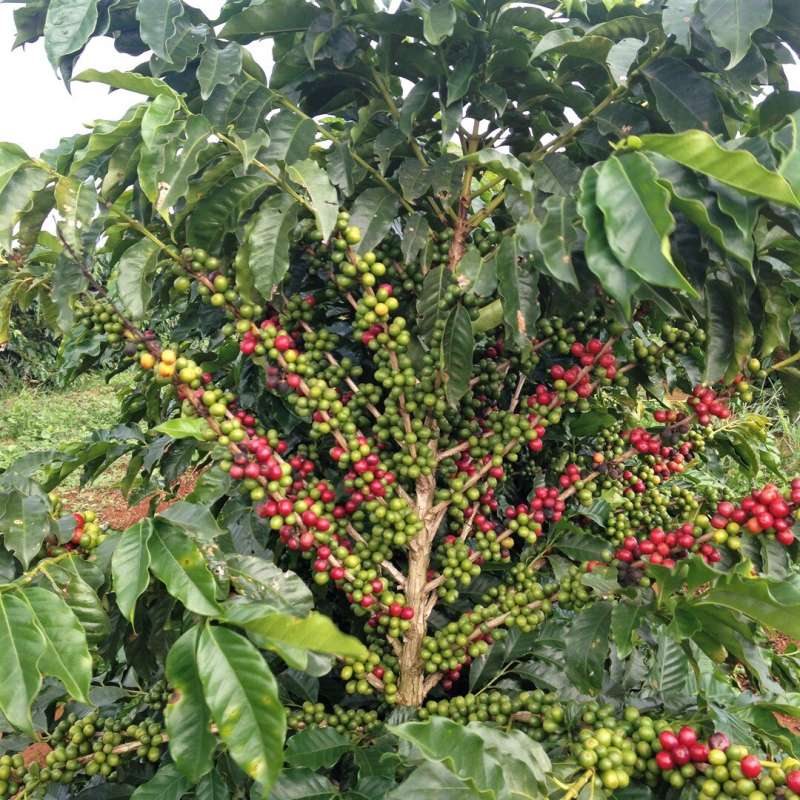 You get a few different breeds of coffee plants but the most well known and consumed are C. Arabica and C. Robusta. A coffee shrub has to be 4yrs old before it starts producing fruit. Only the red cherries are picked.  #LesFoodFacts