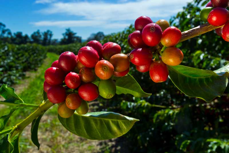 The coffee cherries traditionally are picked by hand although in Brazil, where a lot of the Amazon has been removed to grow coffee, they now use machines. Cherry pickers only pick the most ripe fruit from the tree.  #LesFoodFacts