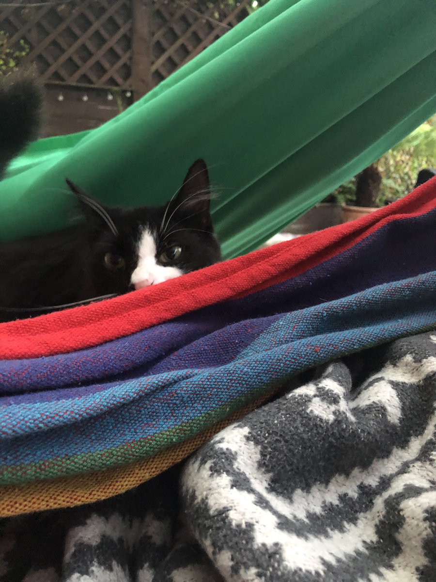beckluvslobster's tweet photo. Our beautiful Margie was hit by a car on Thursday. Larry’s been looking for her, my husbands heart has been broken, we’re all heart broken. 
Love your pets extra specially hard. 
And please, if you hit someone’s pet in your car, stop and help it, don’t leave it to die alone💔 https://t.co/U9SNkVHfBy