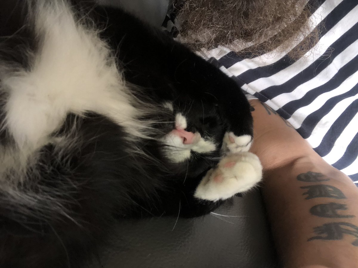 beckluvslobster's tweet photo. Our beautiful Margie was hit by a car on Thursday. Larry’s been looking for her, my husbands heart has been broken, we’re all heart broken. 
Love your pets extra specially hard. 
And please, if you hit someone’s pet in your car, stop and help it, don’t leave it to die alone💔 https://t.co/U9SNkVHfBy