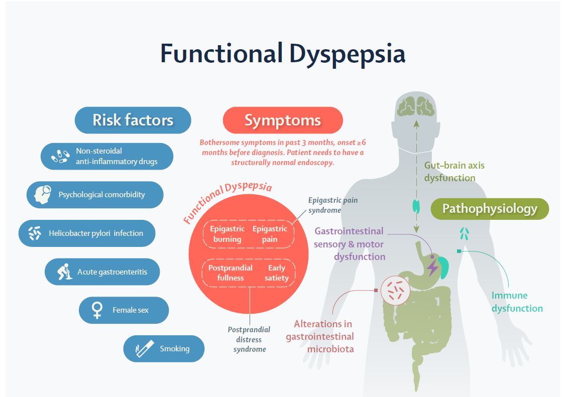 LancetGastroHep's tweet image. New @TheLancet Series on functional gastrointestinal disorders (disorders of gut-brain interaction) - thelancet.com/series/functio…

#UEGWeek #gitwitter #FGID #DGBI #IBS #dyspepsia
