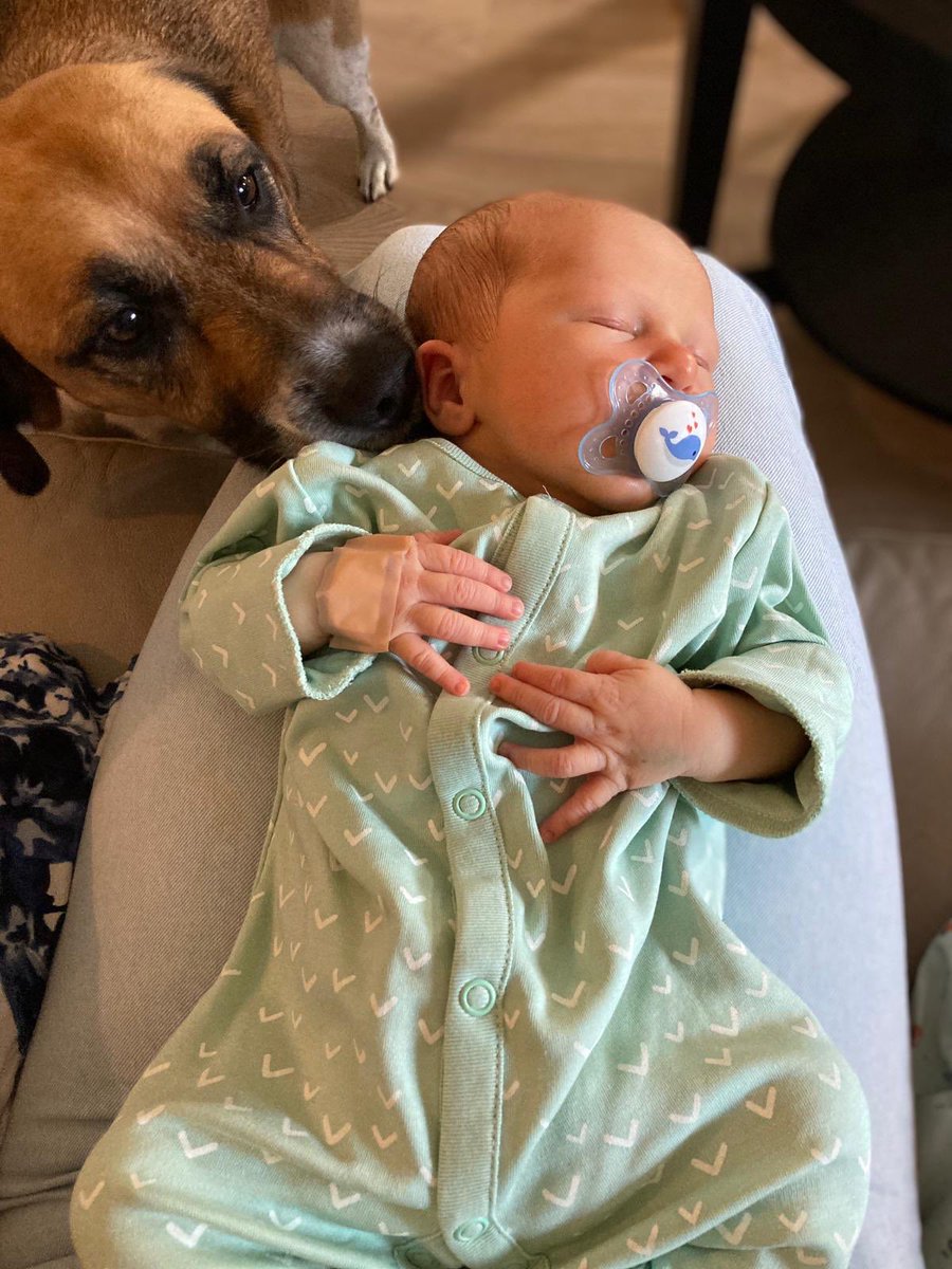 aisharkin's tweet image. I can’t keep my eyes off my first Grandchild Freddie and neither apparently can his canine big sister Rosie !!!!