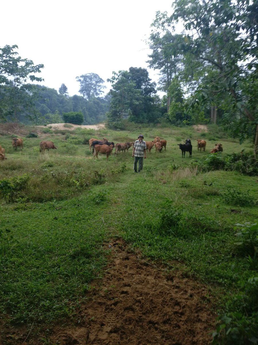 Beliau dan lembu-lembunya. Waktu ni aku baru berhijrah ke desa.Aku takutkan lembu, lembu pun takutkan aku 