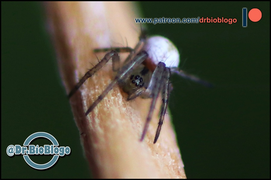 DrBioblogo's tweet photo. ...
Ayer, tras la lluvía, no quedaba nada de la telaraña.
Pero esta mañana ya la había vuelto a construir. Y creo que ha cometido menos pequeños errores esta vez.
Es una diminuta luchadora 😍
#felizfinde #arañas #Arachtober #Mangora #spiders #faunaurbana https://t.co/CBOyqSYqI3