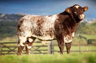 GeoffRiby's tweet photo. Stonehills No Limits on his way to Stirling for Sunday 13th. 
Bred from 3 generations of cows classified as excellent! 
Hi-health, bred plan recorded @Beef_Shorthorn @unitedauctions https://t.co/42y3wY383E