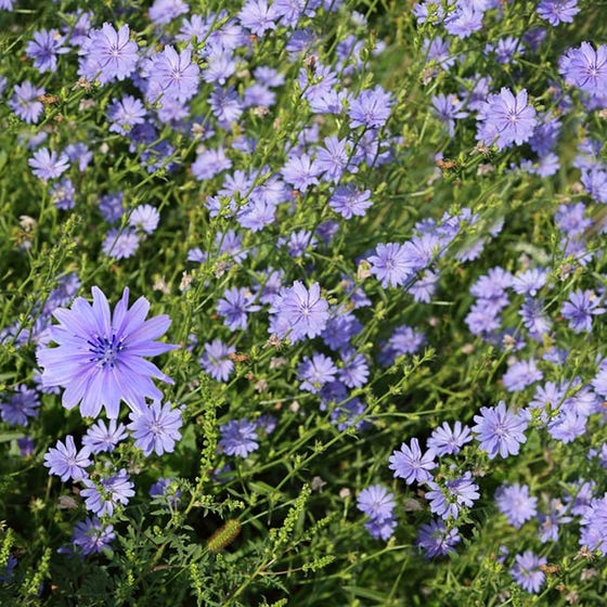 Ok, onto Chicory. The word "chicory" refers to the chicory plant as a whole but on coffee it's specifically referring to the root. It is baked, roasted & ground into a powder. It tastes similar to coffee but is a lot cheaper & contains no caffeine  #LesFoodFacts